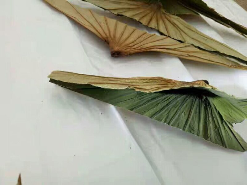 荷叶蒂千余品种供应承接订单