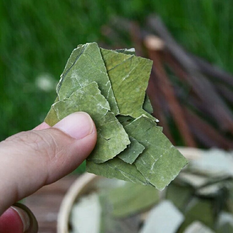 荷叶千余品种供应承接订单