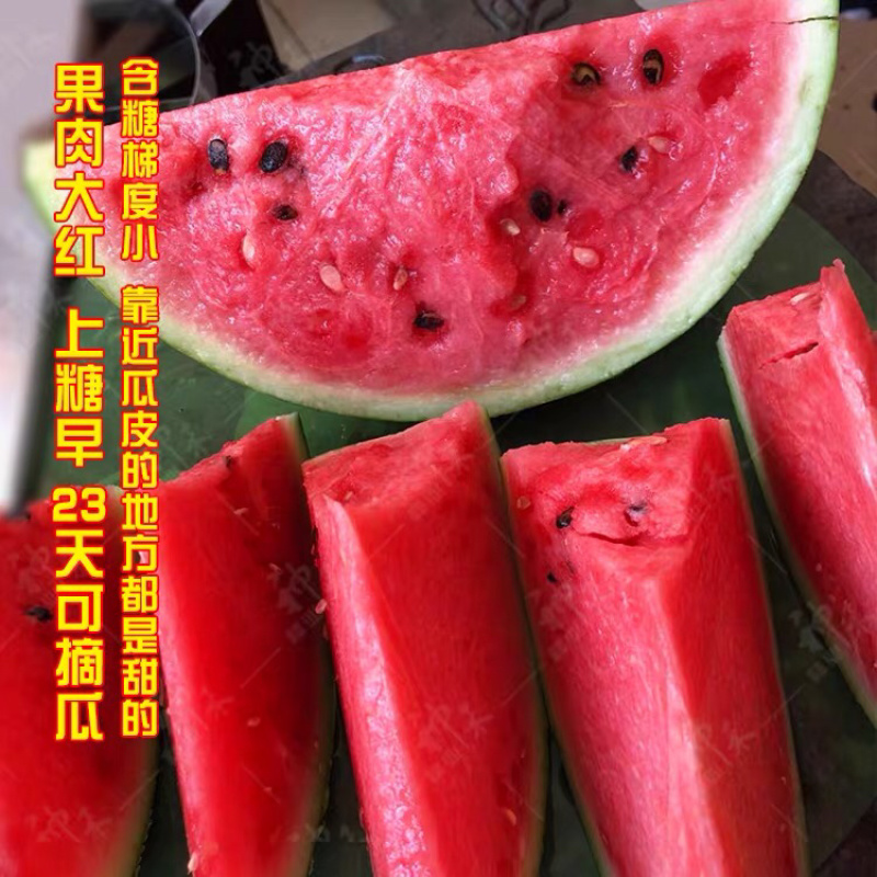 基地专用西瓜种子冰糖麒麟王西瓜种子高糖沙瓤多汁耐裂