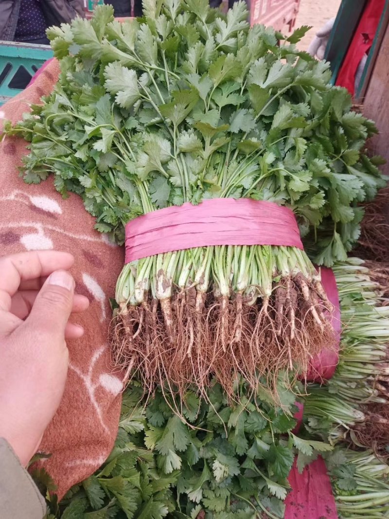 大叶香菜20~30厘米