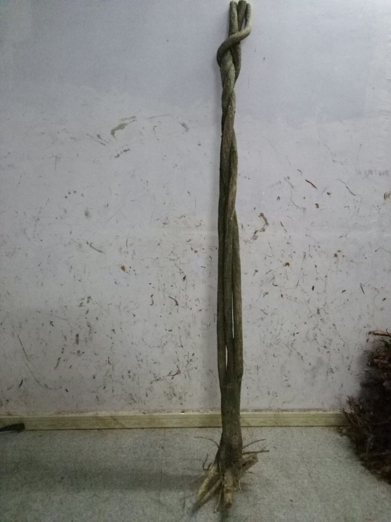 大别山紫藤，直杆桩，造型桩，根系好。