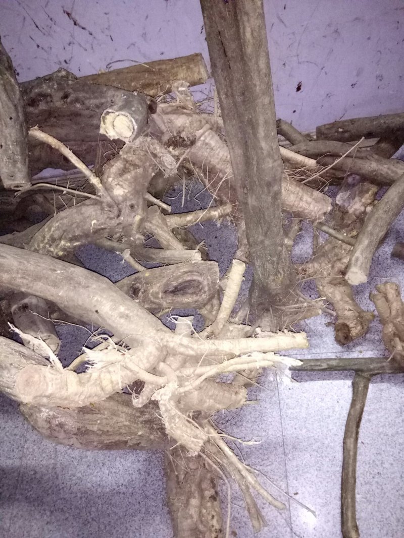 大别山紫藤，直杆桩，造型桩，根系好。