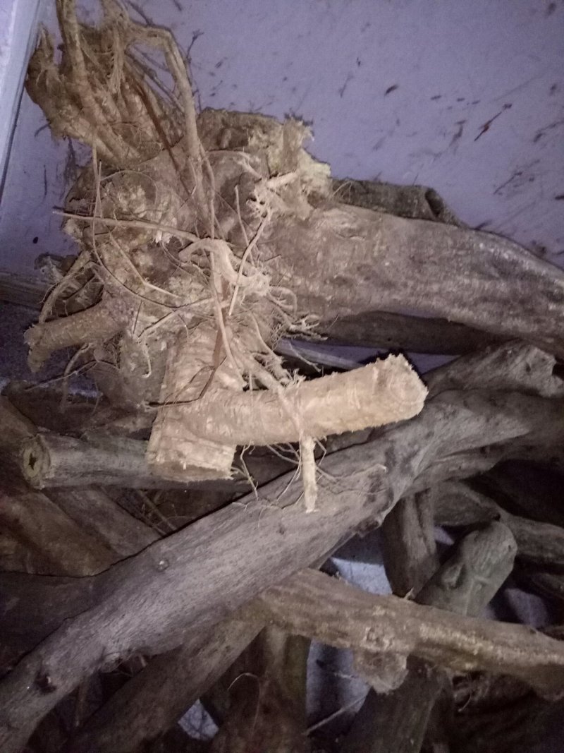大别山紫藤，直杆桩，造型桩，根系好。