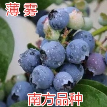 薄雾蓝莓苗南方种植品种蓝莓苗当年结果南北方种植蓝莓苗树苗