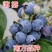 薄雾蓝莓苗南方种植品种蓝莓苗当年结果南北方种植蓝莓苗树苗
