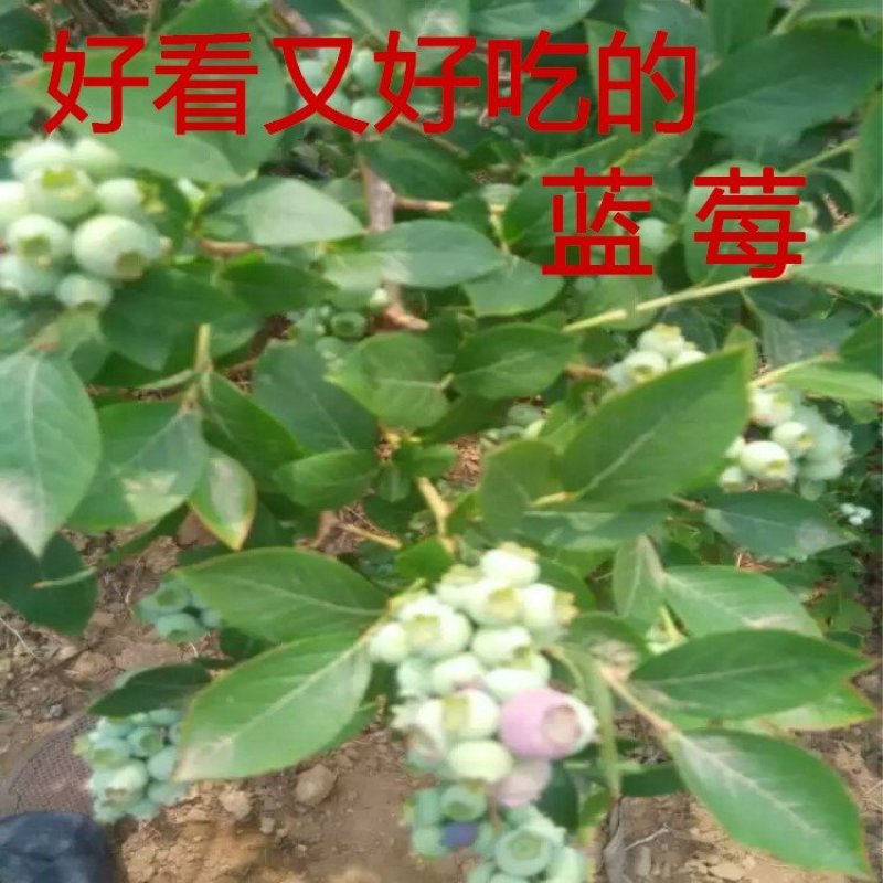 薄雾蓝莓苗南方种植品种蓝莓苗当年结果南北方种植蓝莓苗树苗