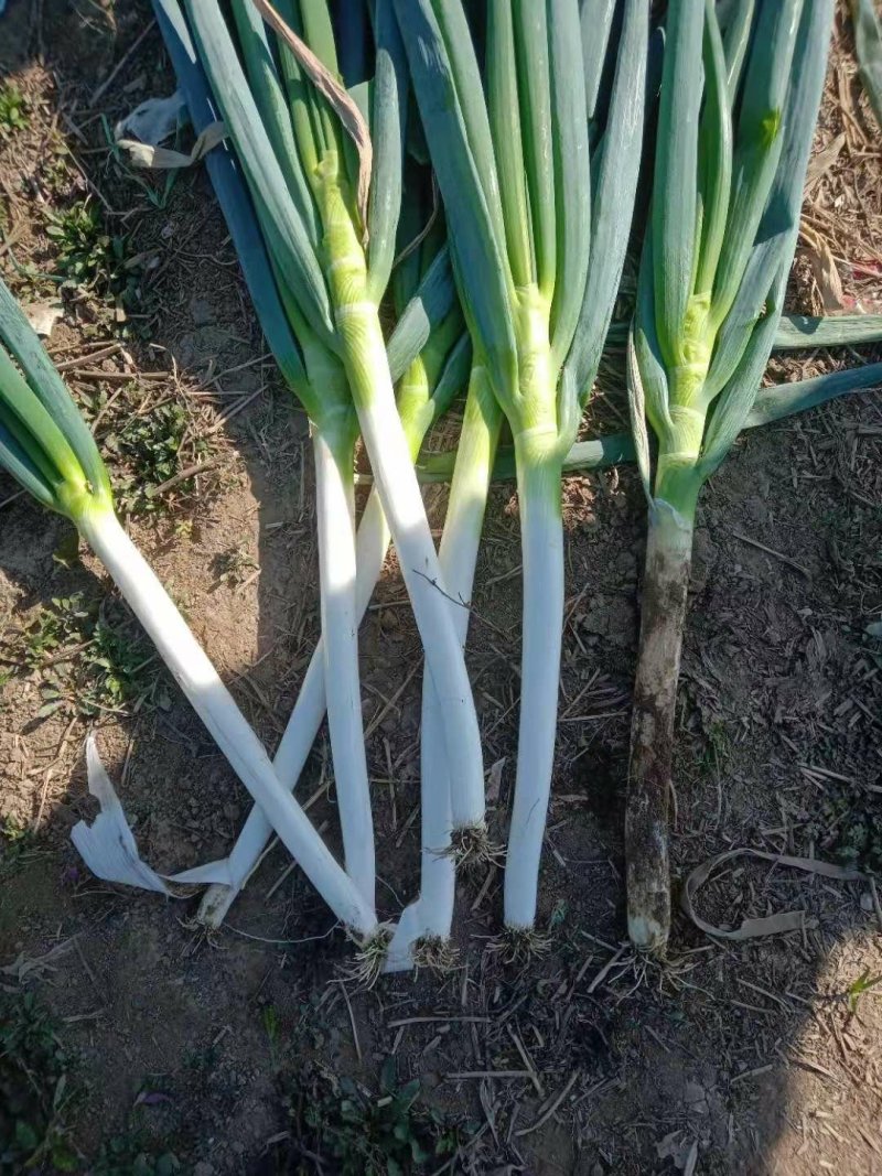 精品大葱大量有货打冷无烂葱叶面好只做精品货源