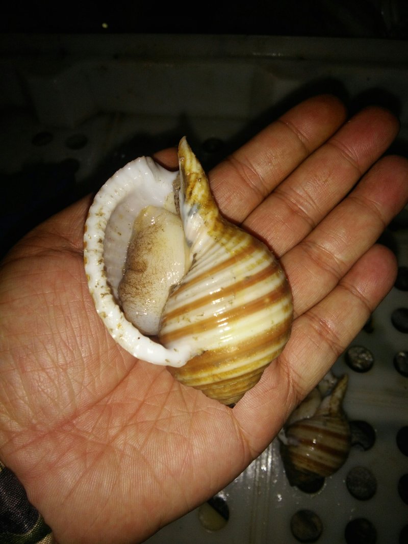 白花螺