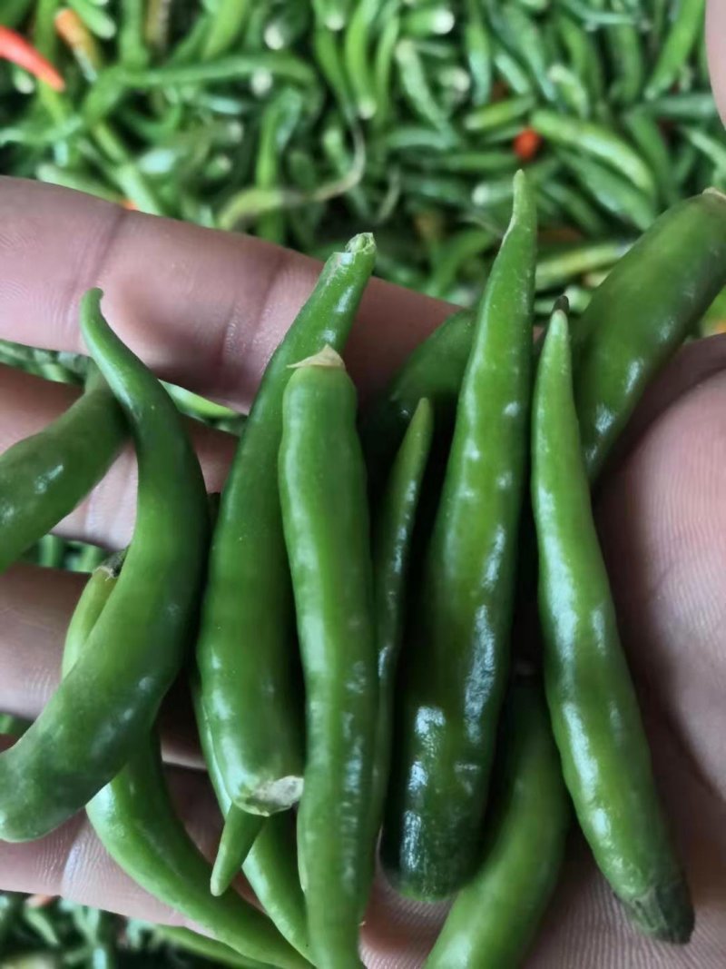 无把带把青米椒腌制青米椒腌制艳红小米椒无把青红米椒