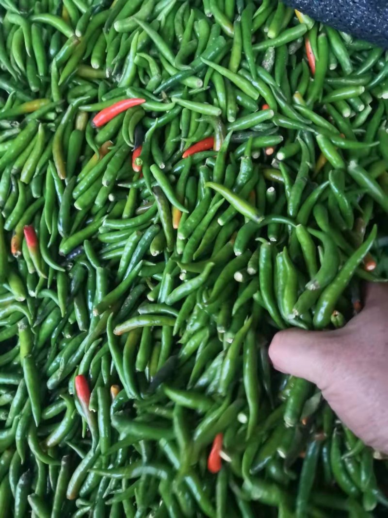 无把带把青米椒腌制青米椒腌制艳红小米椒无把青红米椒