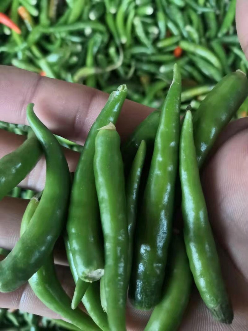 无把带把青米椒腌制青米椒腌制艳红小米椒无把青红米椒