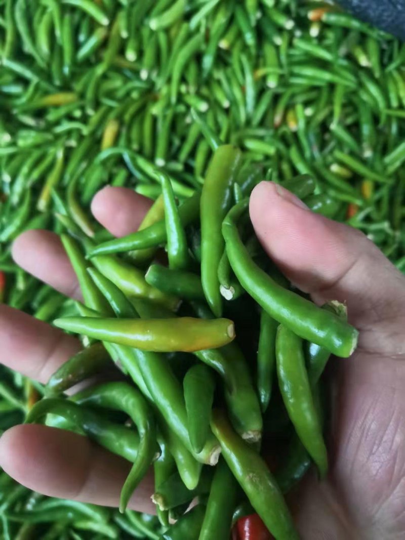 无把带把青米椒腌制青米椒腌制艳红小米椒无把青红米椒