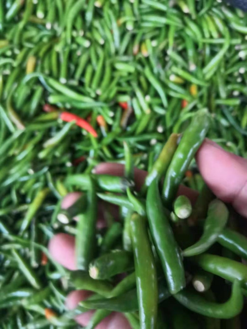 无把带把青米椒腌制青米椒腌制艳红小米椒无把青红米椒