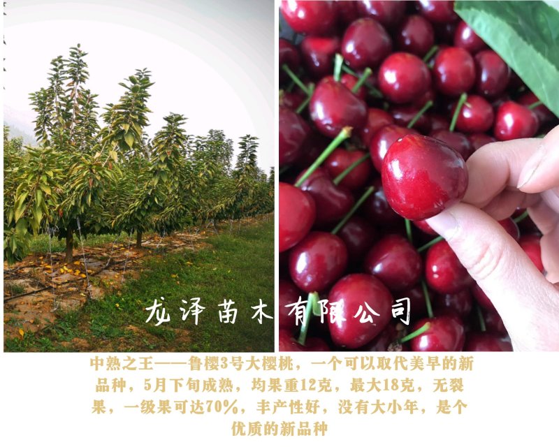 矮化樱桃树苗乔化美早齐早俄罗斯八号萨米脱沙王