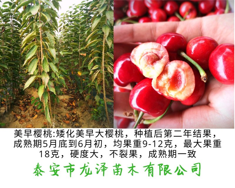 矮化樱桃苗美早樱桃苗齐早俄罗斯八号樱桃苗