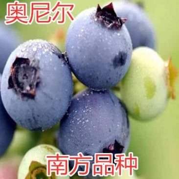 奥尼尔蓝莓苗大果好吃当年结果品种南方品种南北方种植蓝莓树