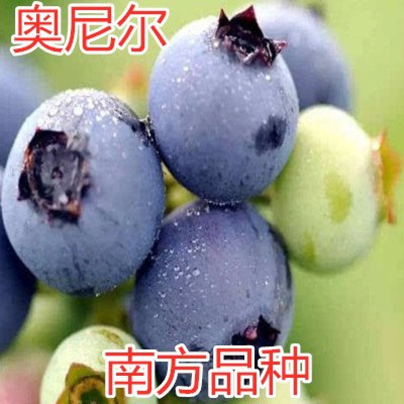 奥尼尔蓝莓苗大果好吃当年结果品种南方品种南北方种植蓝莓树