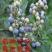 奥尼尔蓝莓苗大果好吃当年结果品种南方品种南北方种植蓝莓树