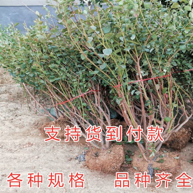 奥尼尔蓝莓苗大果好吃当年结果品种南方品种南北方种植蓝莓树
