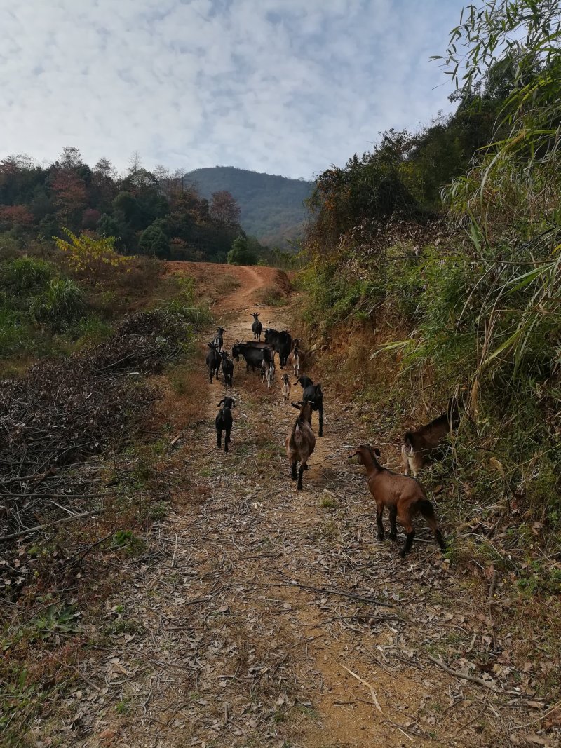 大山散养本地黑山羊