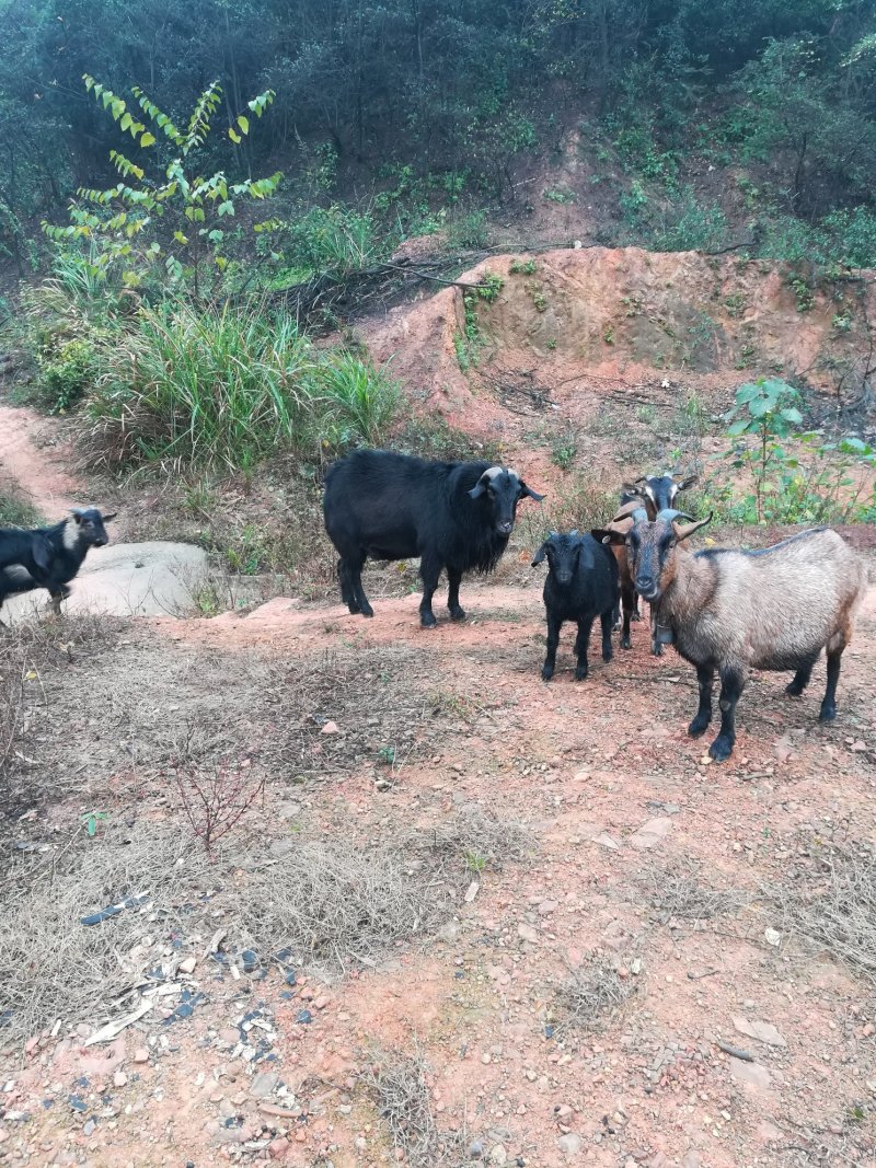 大山散养本地黑山羊