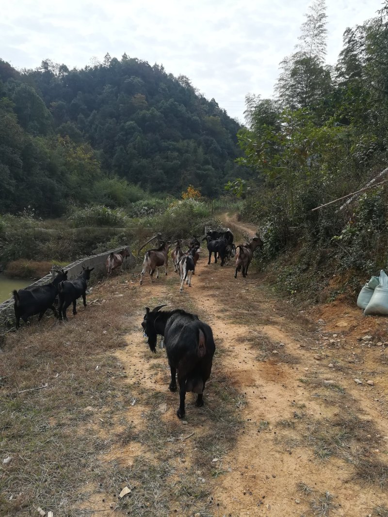 大山散养本地黑山羊