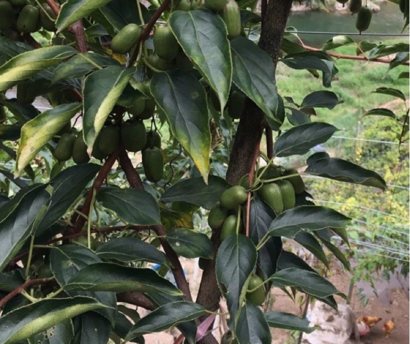 🔥促销【软枣猕猴桃】新品种红心嫁接包活包技术