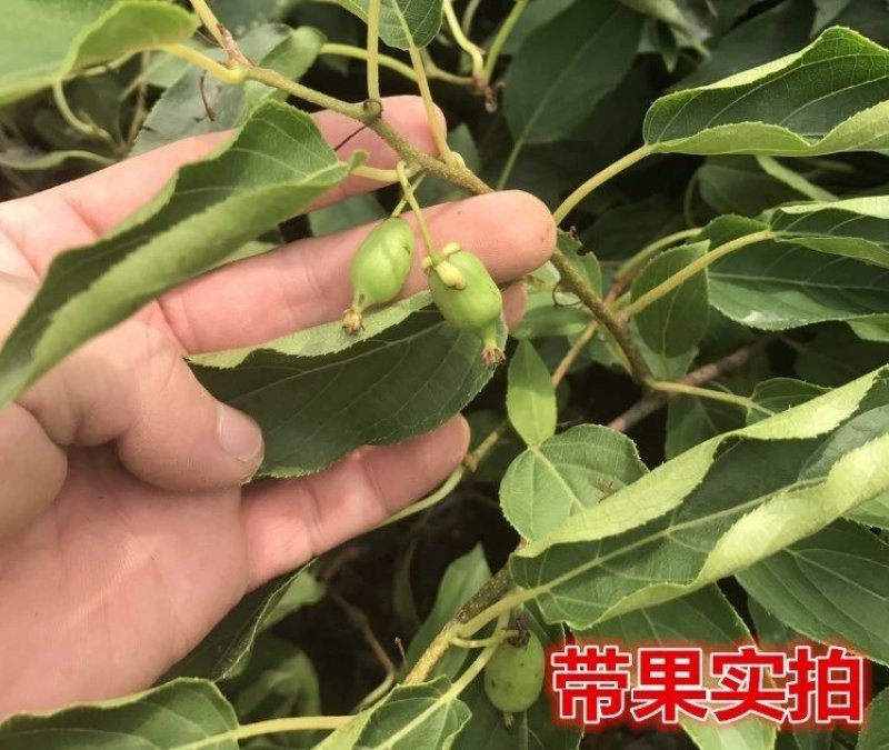 🔥促销【软枣猕猴桃】新品种红心嫁接包活包技术