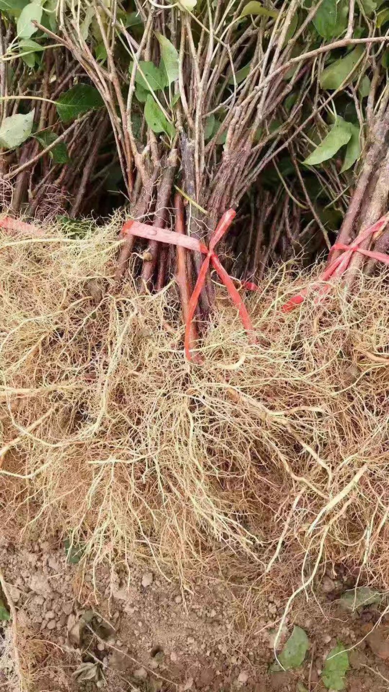 🔥促销【软枣猕猴桃】新品种红心嫁接包活包技术