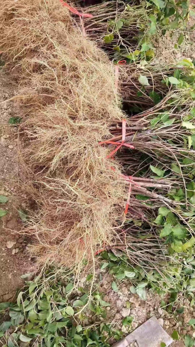 🔥促销【软枣猕猴桃】新品种红心嫁接包活包技术
