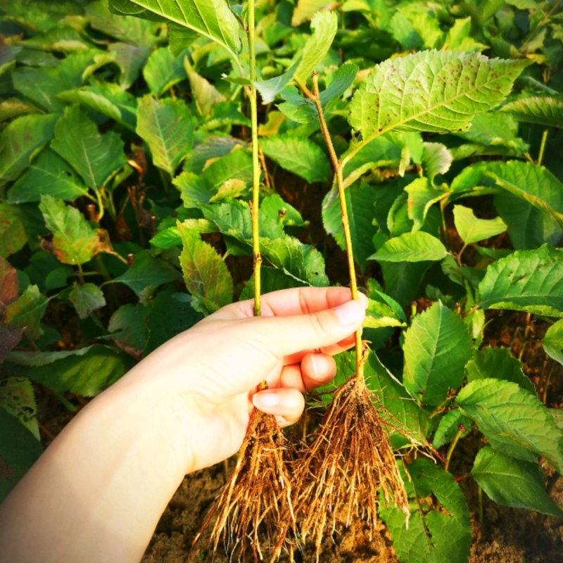 矮化樱桃苗砧木吉塞拉6号吉塞拉12号Y1矮杰现挖现发