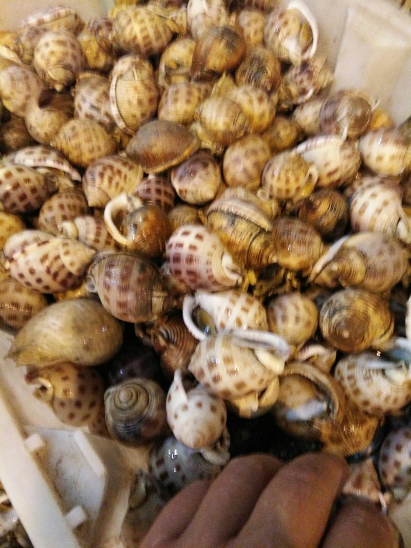 白花螺