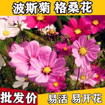 波斯菊花种子格桑花种籽子七彩花种四季开花易活花籽