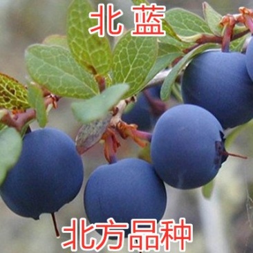 北蓝蓝莓苗北方种植品种蓝莓苗南北方种植当年结果室外盆地栽