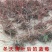 北蓝蓝莓苗北方种植品种蓝莓苗南北方种植当年结果室外盆地栽