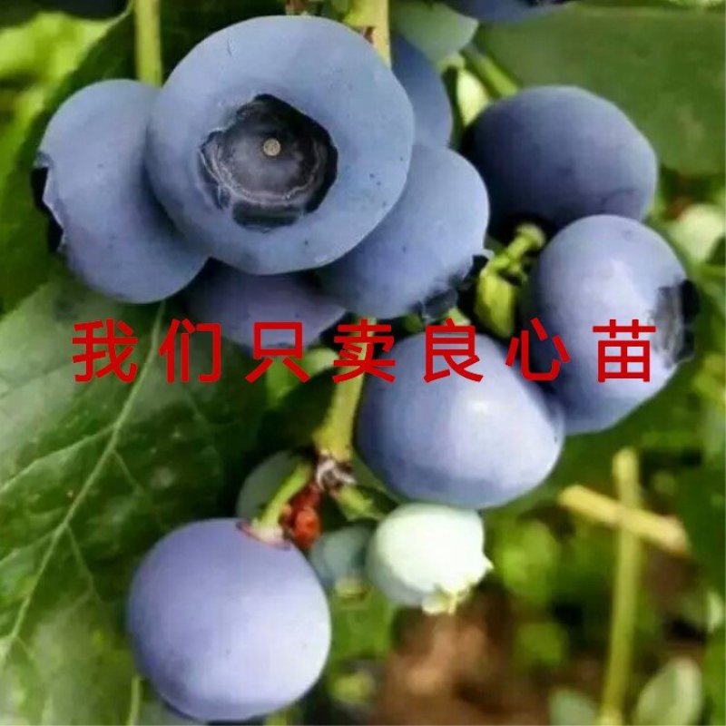北蓝蓝莓苗北方种植品种蓝莓苗南北方种植当年结果室外盆地栽