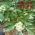 北蓝蓝莓苗北方种植品种蓝莓苗南北方种植当年结果室外盆地栽