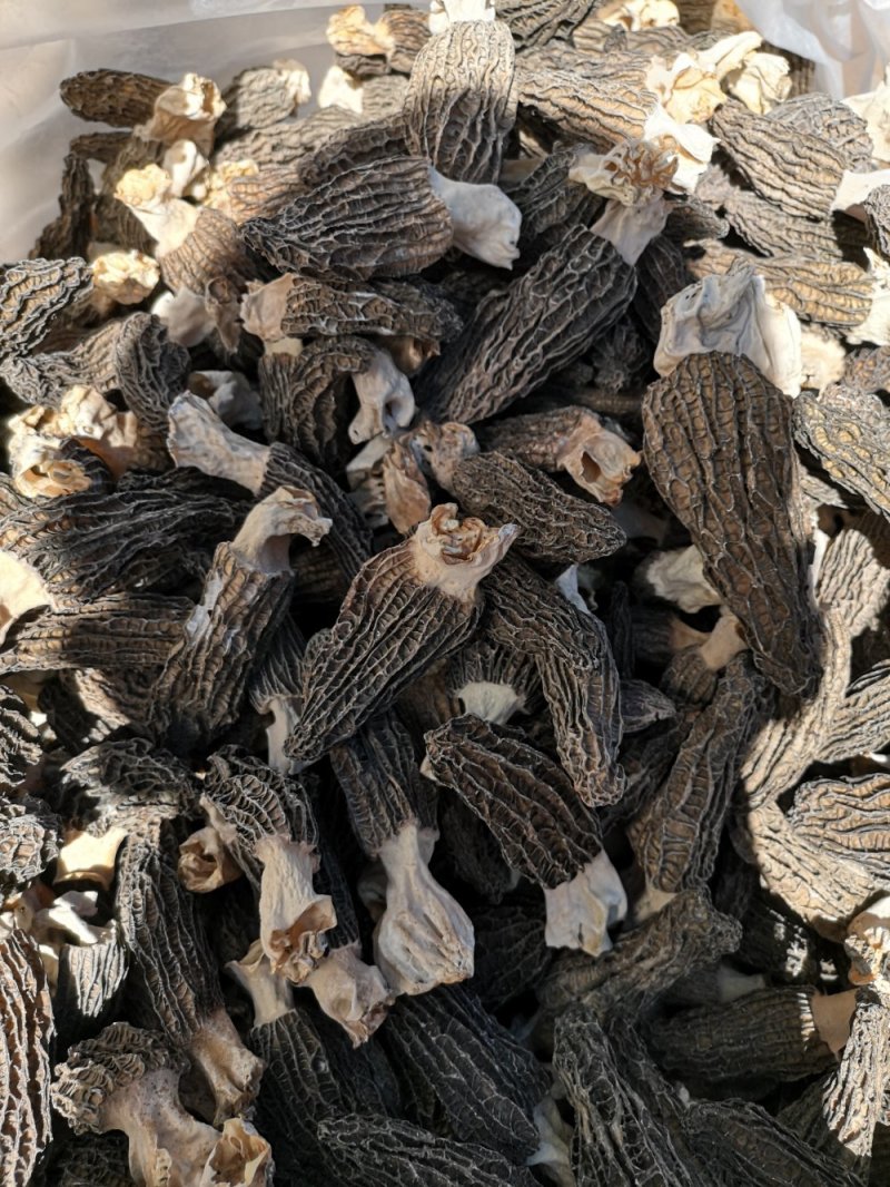 羊肚菌干品云南干羊肚菌产地批发一件代发包邮
