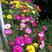 太阳花种子单瓣，太阳花重瓣种子棚栽绿化专用花期长