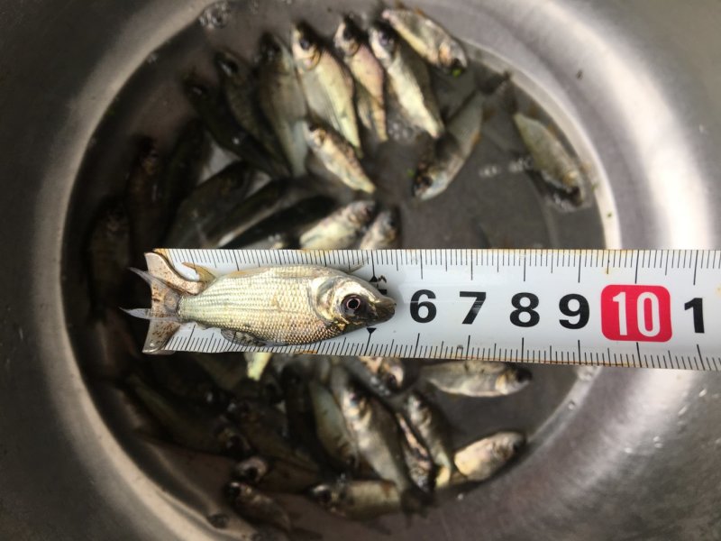 银鲷鱼苗，巴西鲷鱼苗，广西巴西雕鱼苗，南宁巴西雕鱼苗