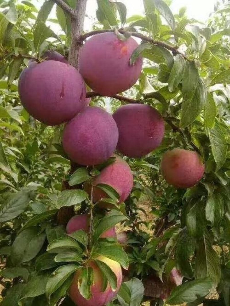 黄金西梅，红肉李，美人醉，三华李，味帝恐，蜂糖，国峰七号