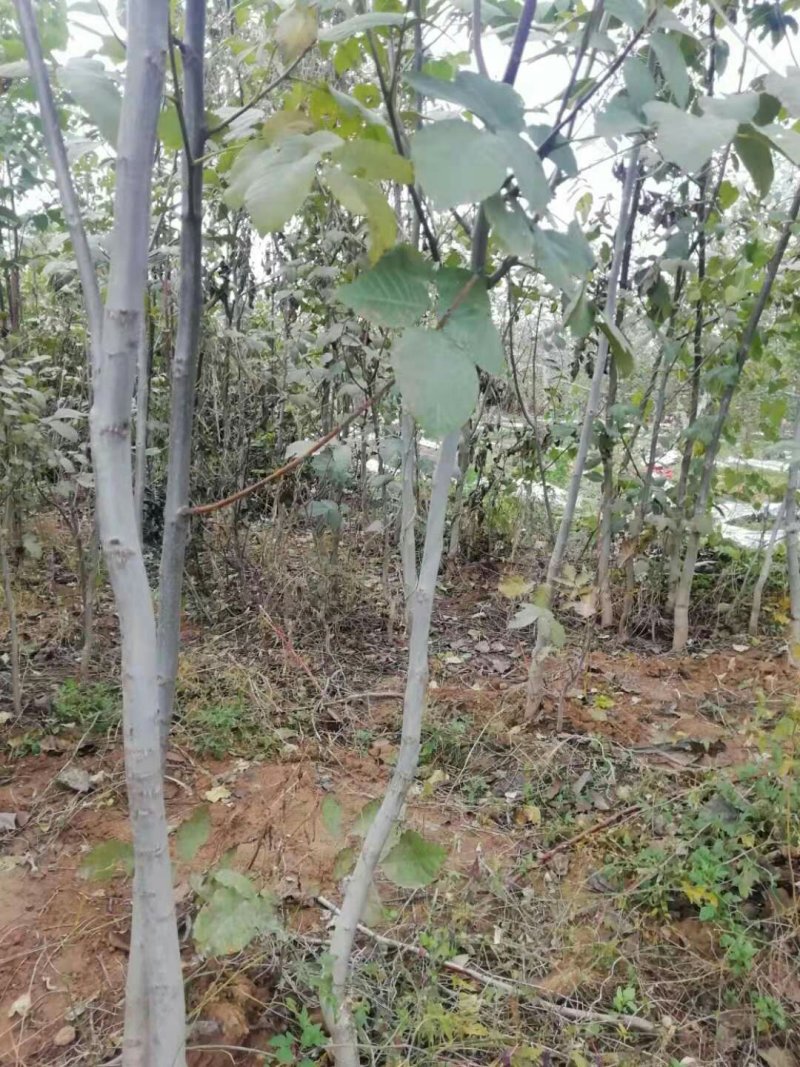 核桃苗3至5公公分，占地苗量大需要联系一亩田