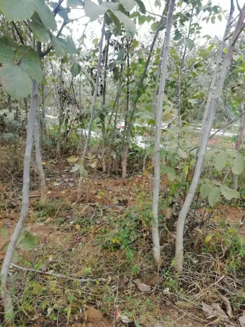 核桃苗3至5公公分，占地苗量大需要联系一亩田