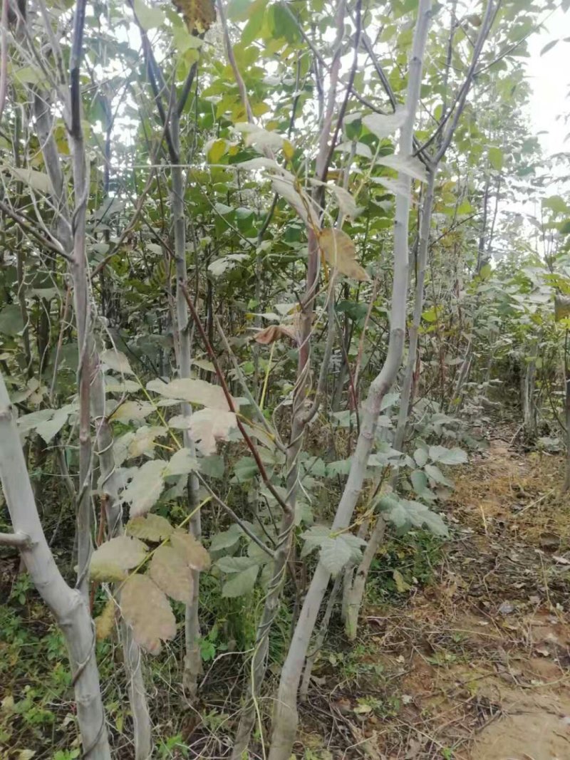 核桃苗3至5公公分，占地苗量大需要联系一亩田