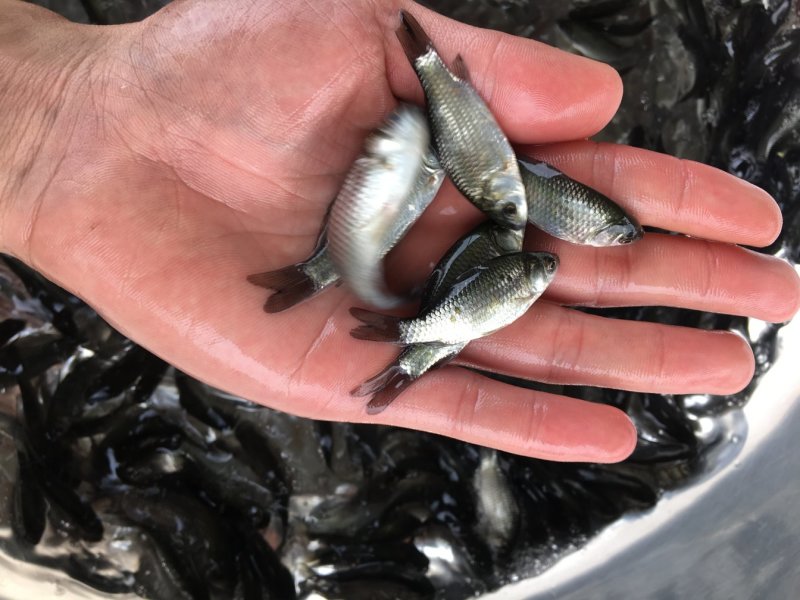 银鲫鱼苗，中科三号鲫鱼苗，中科五号鲫鱼苗，湘云鲫鱼苗