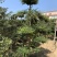 小叶女贞造7个云片以上基地直供