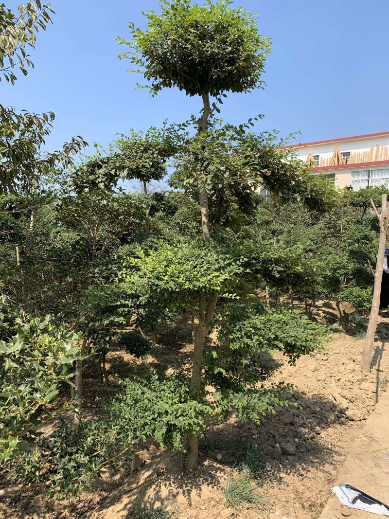 小叶女贞造7个云片以上基地直供