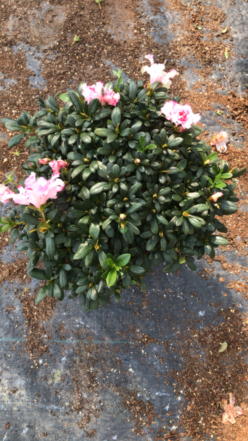 杜鹃西玛杜鹃红西玛，花开的非常漂亮，带苞发货