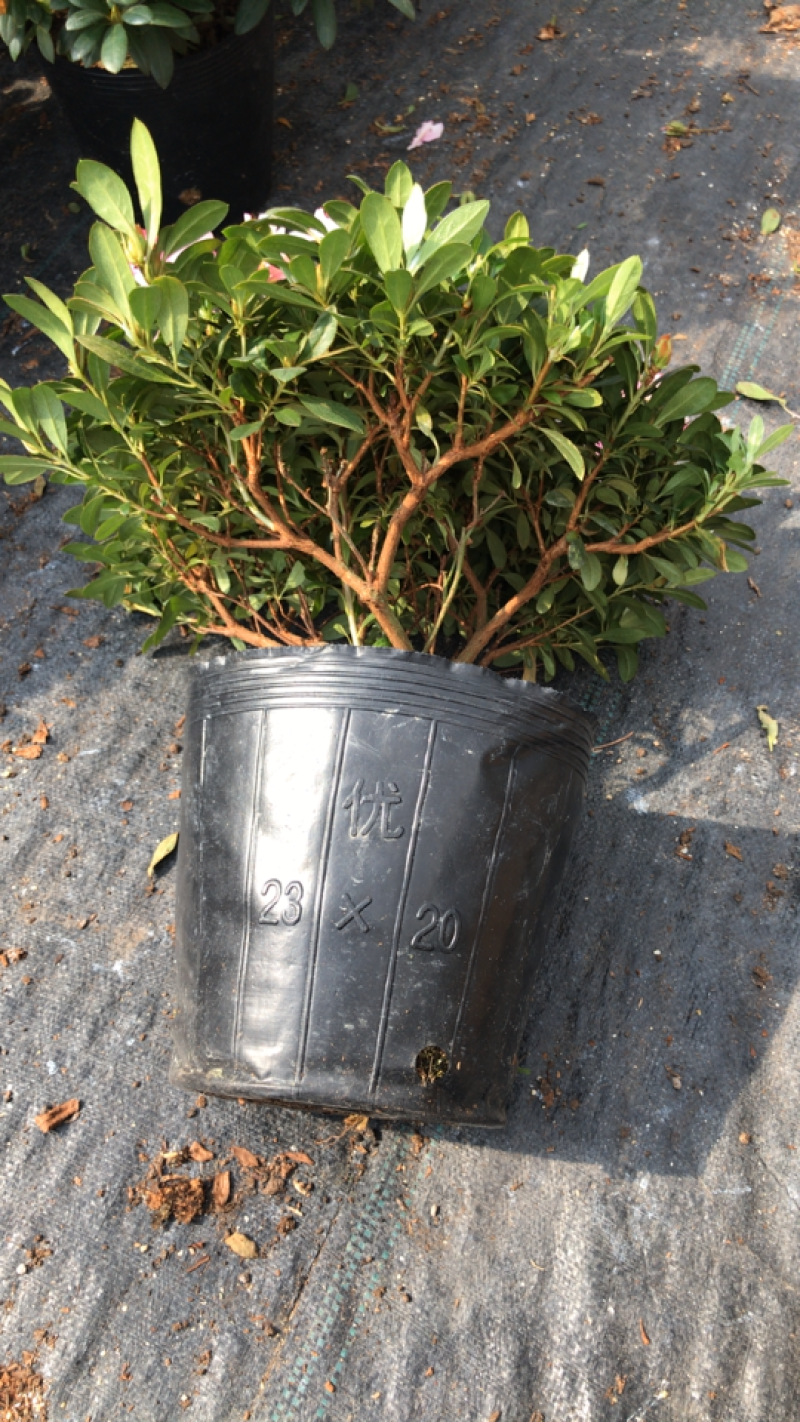 杜鹃西玛杜鹃红西玛，花开的非常漂亮，带苞发货