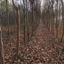 紫薇，观赏树木，花期長且颜